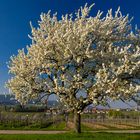 So muss Frühling 