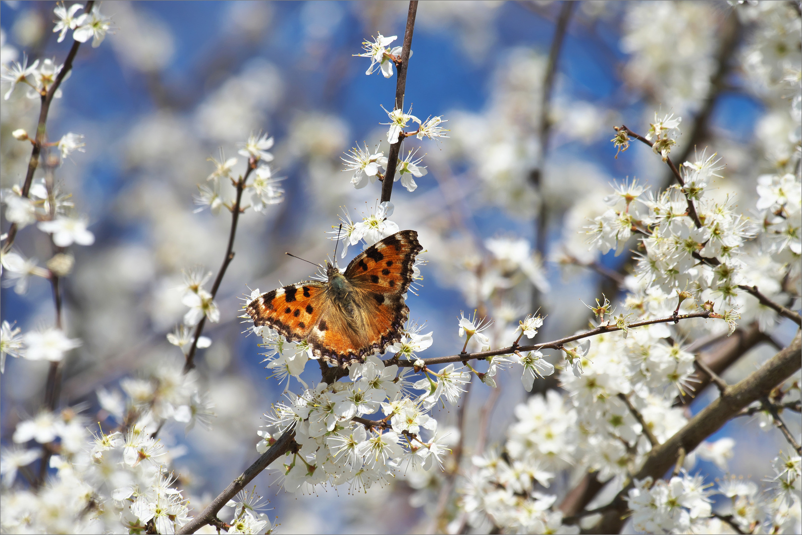 So muss Frühling sein