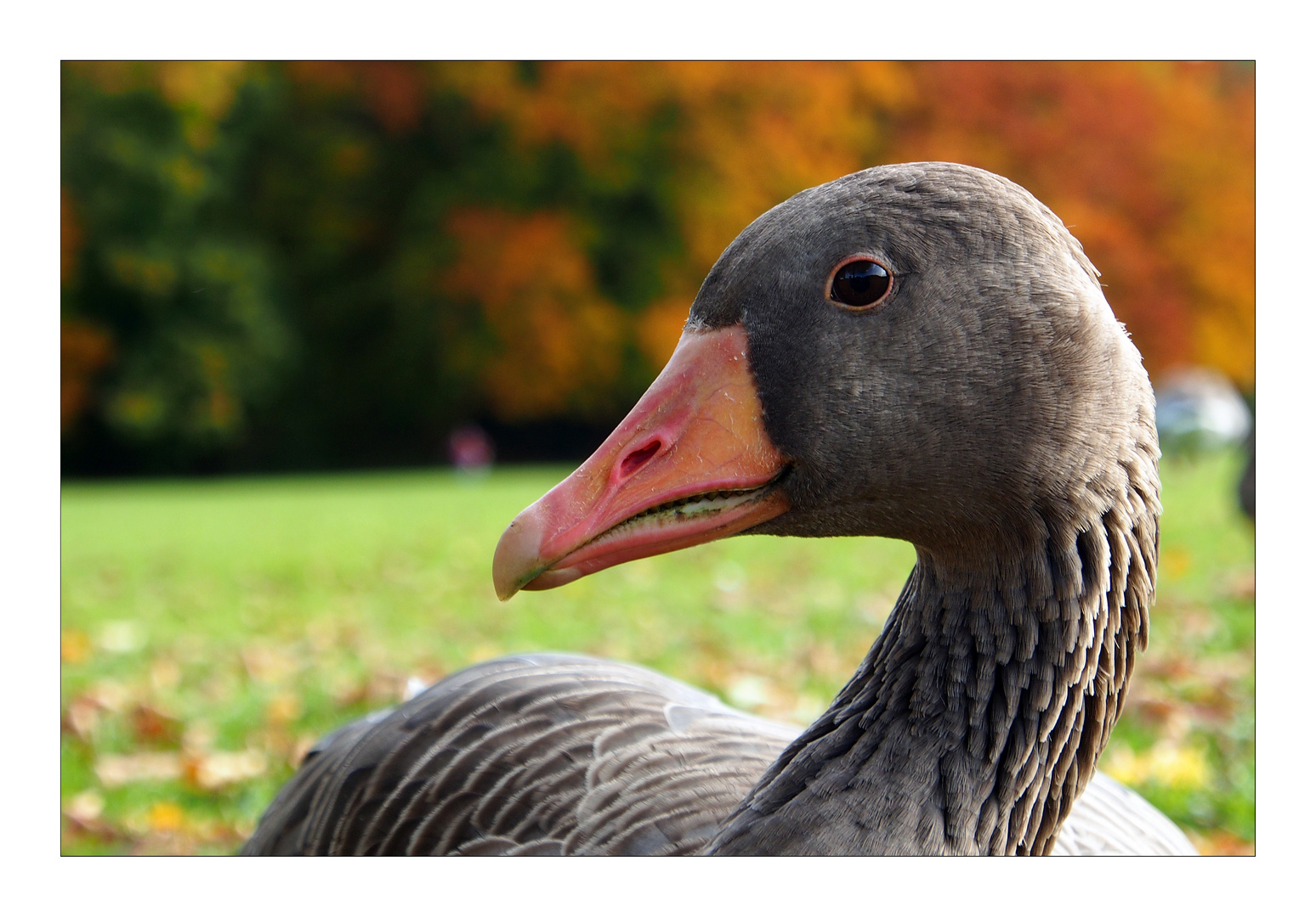 So nah bin ich noch keiner Gans gekommen