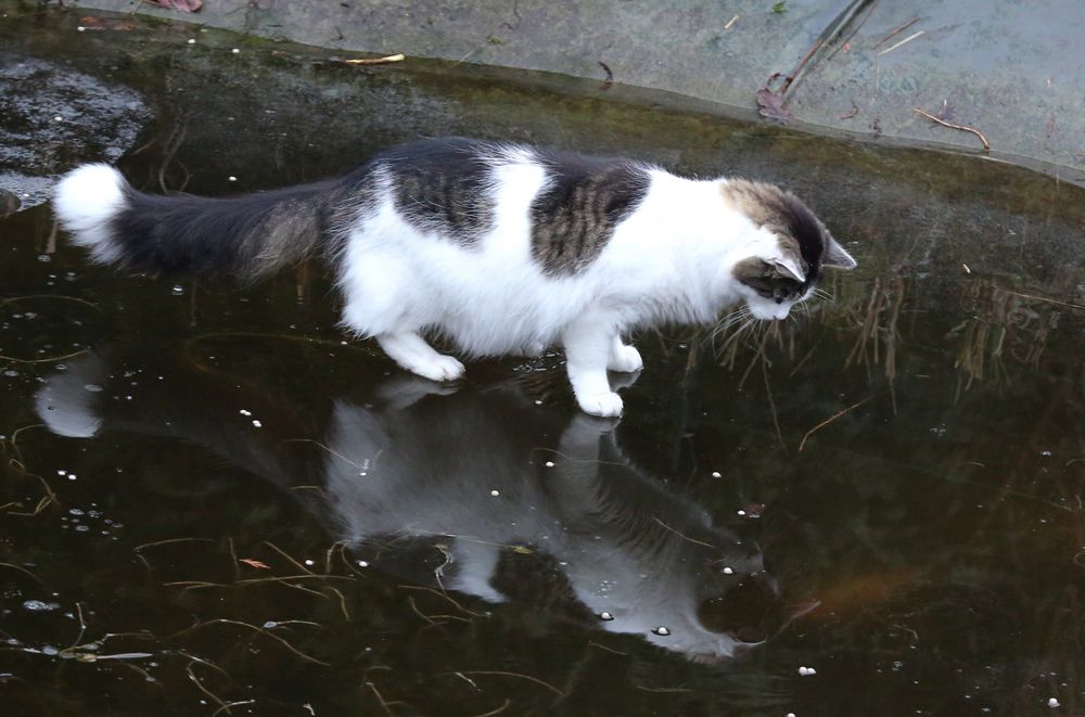 So nah und doch so fern Foto & Bild eis, natur, kater Bilder auf