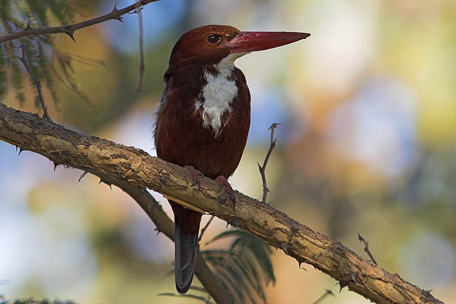 so nah war ich noch nie an einem Kingfisher dran