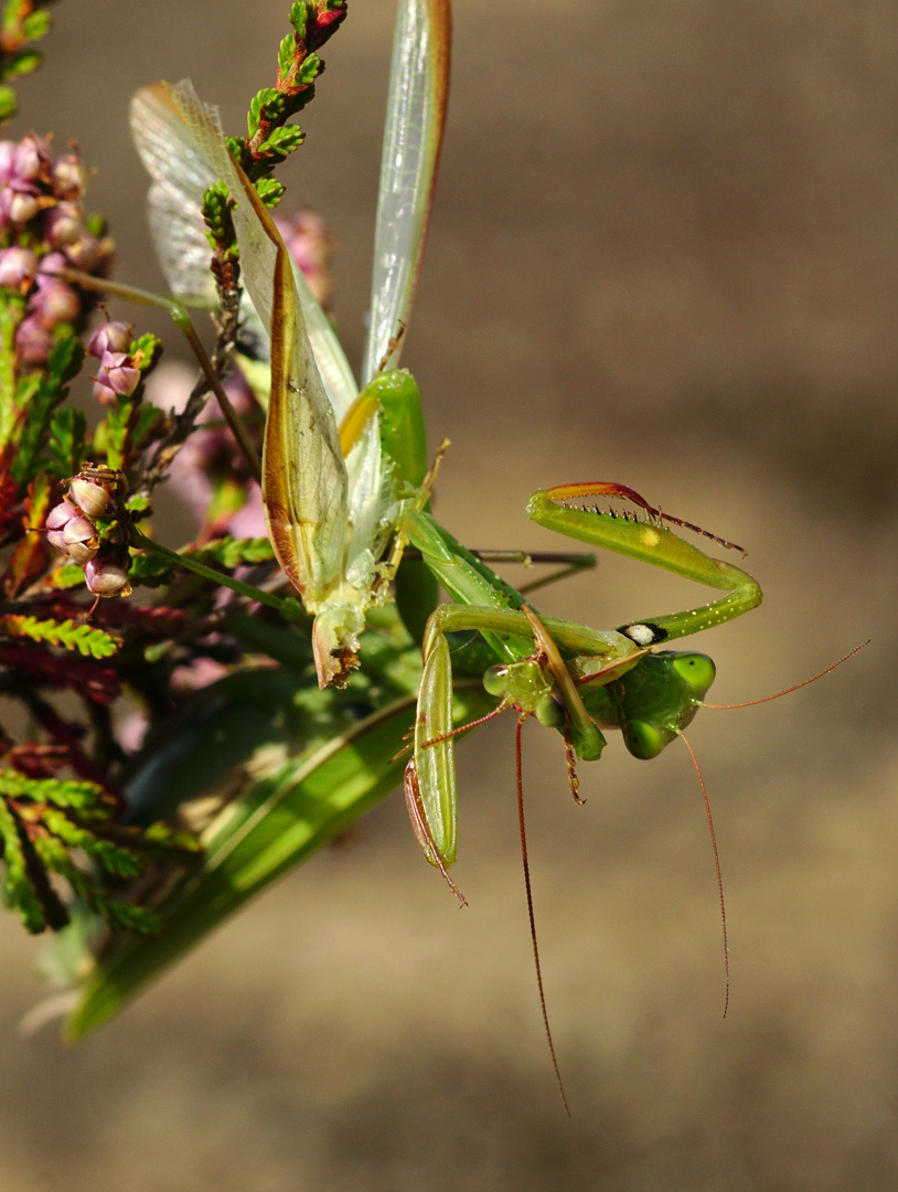 So nahm es auch sein Ende - das Mantidenmännchen