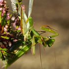 So nahm es auch sein Ende - das Mantidenmännchen