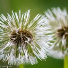 So nass die Pusteblume