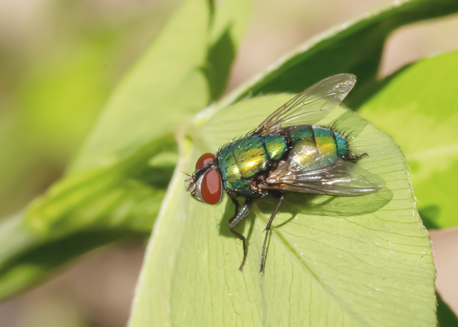 So ne hübsche Fliege