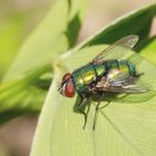 So ne hübsche Fliege