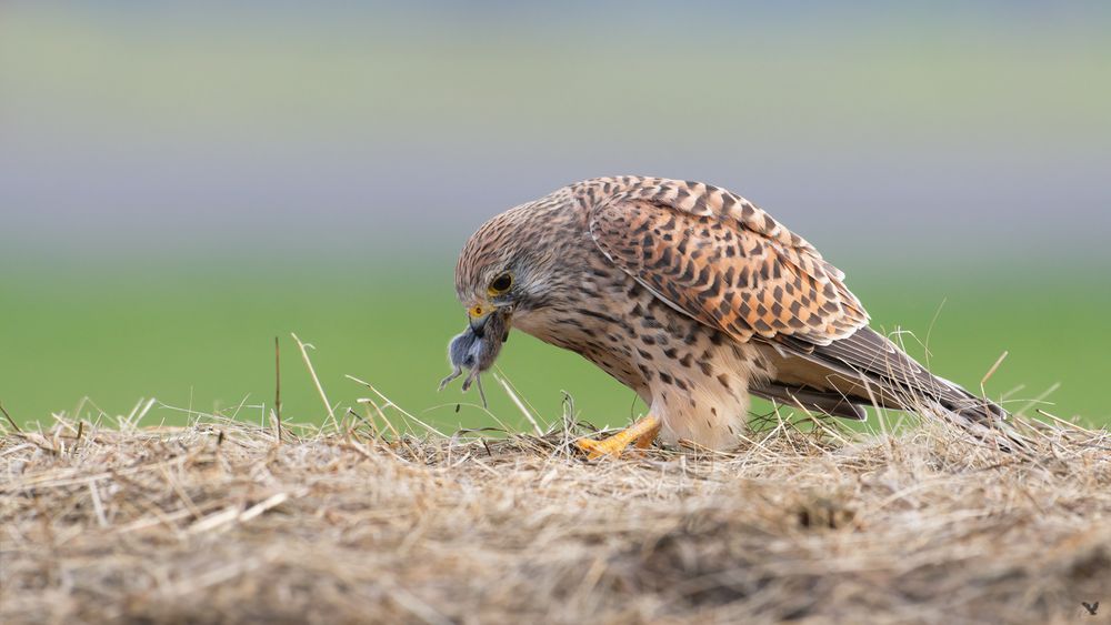 So ne Kacke.... dachte sich die Maus, dann fiel der letzte Krümel raus !