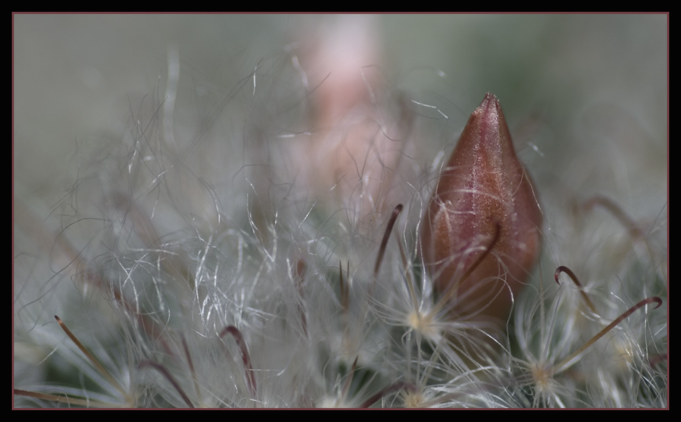 So ne kleine Kaktusblüte