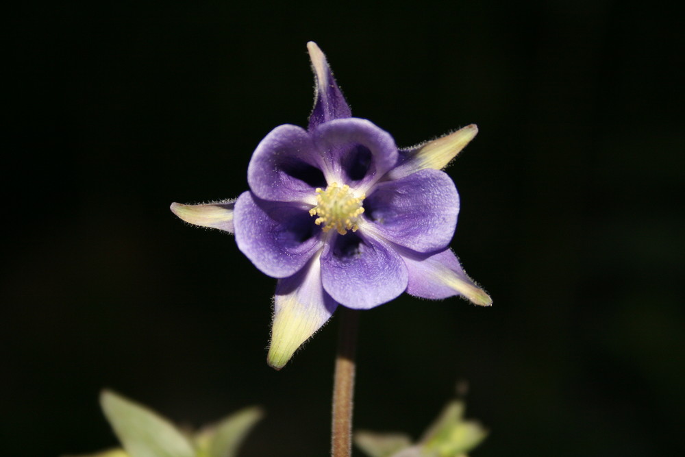 So ne schöne Blüte