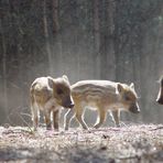 ... so ne Schweinerei ...