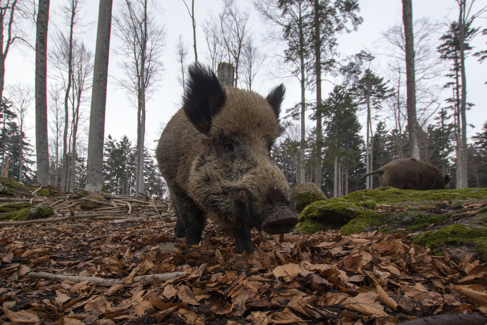 so ne Schweinerei