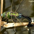 So nebenbei am Gartenteich - eineGroße Königslibelle