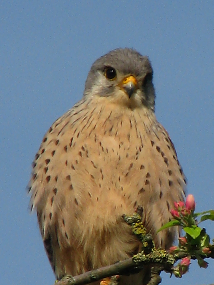 So niedlich guckt kein Raubvogel!