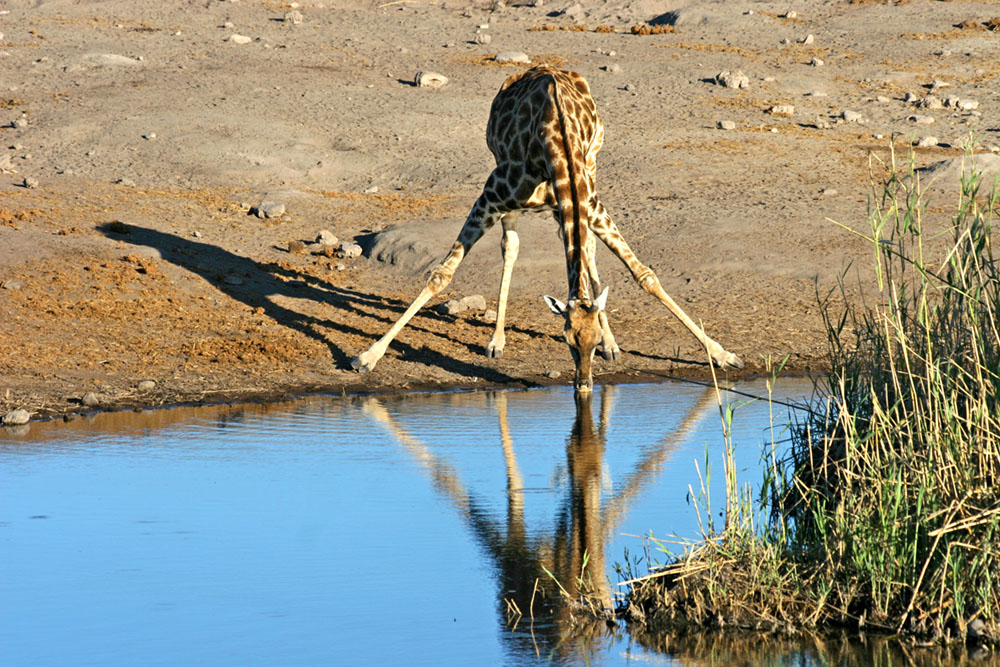 ...so nimmt Giraffe gepflegt ein Getränk zu sich