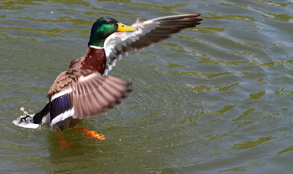 "So, nun die Truppe Enten von links bitte ... "