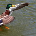 "So, nun die Truppe Enten von links bitte ... "