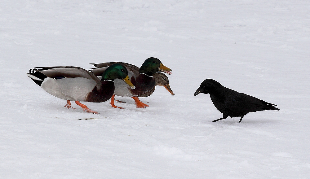 "So nun haben wir dich ja mal alleine" - oder Die 3 Musketier - Enten