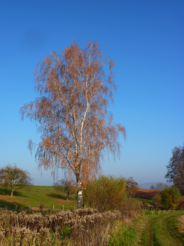 so nun ist es Herbst