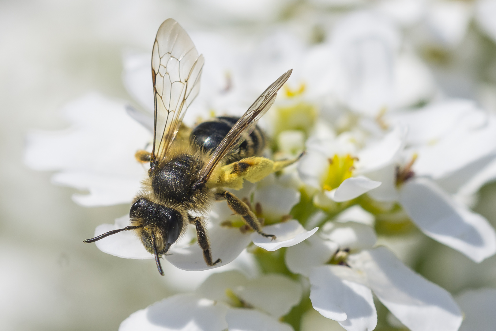 So, nun zurück zum Bienenstock