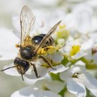 So, nun zurück zum Bienenstock