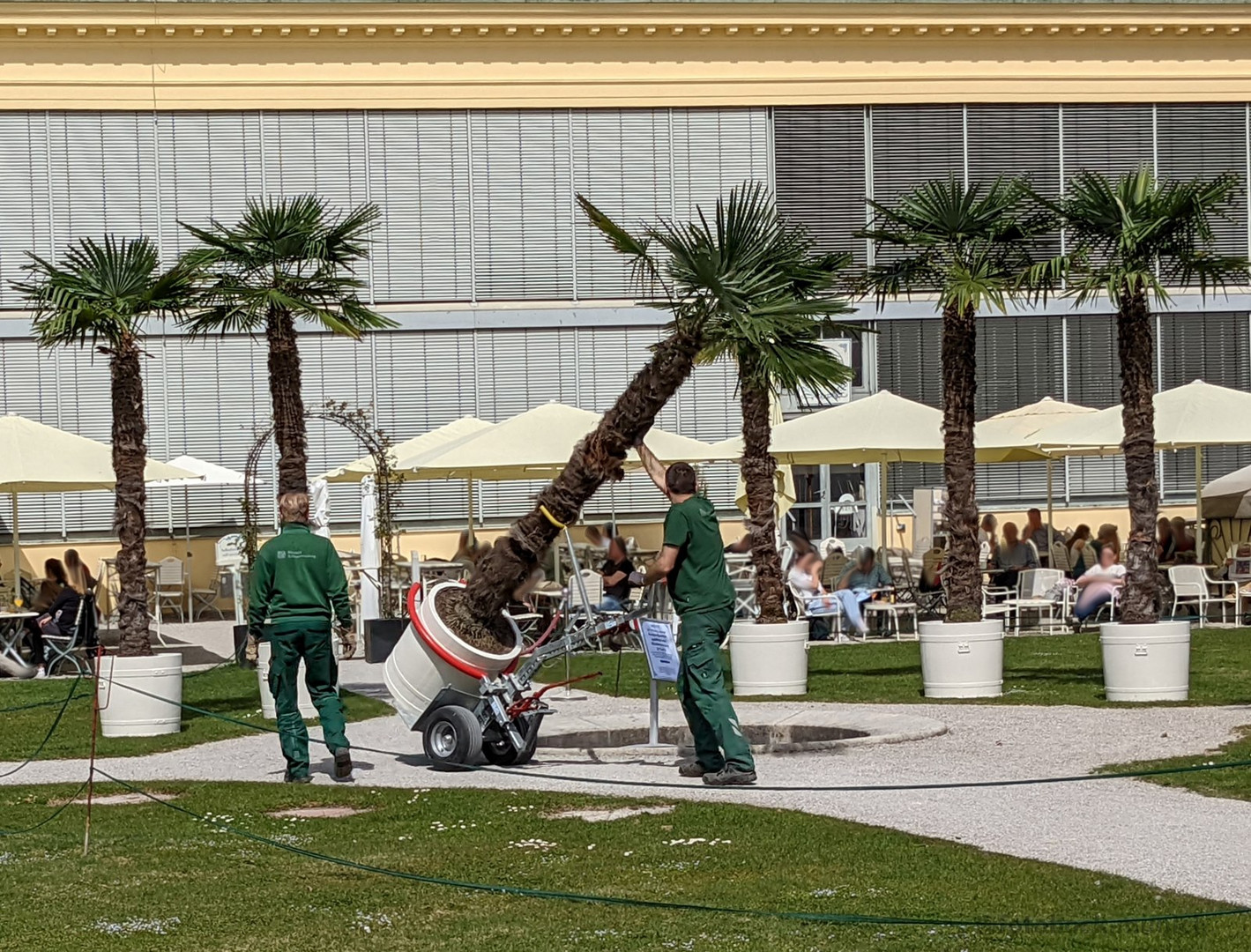 So pflanzt man Palmen in München Foto & Bild deutschland, europe