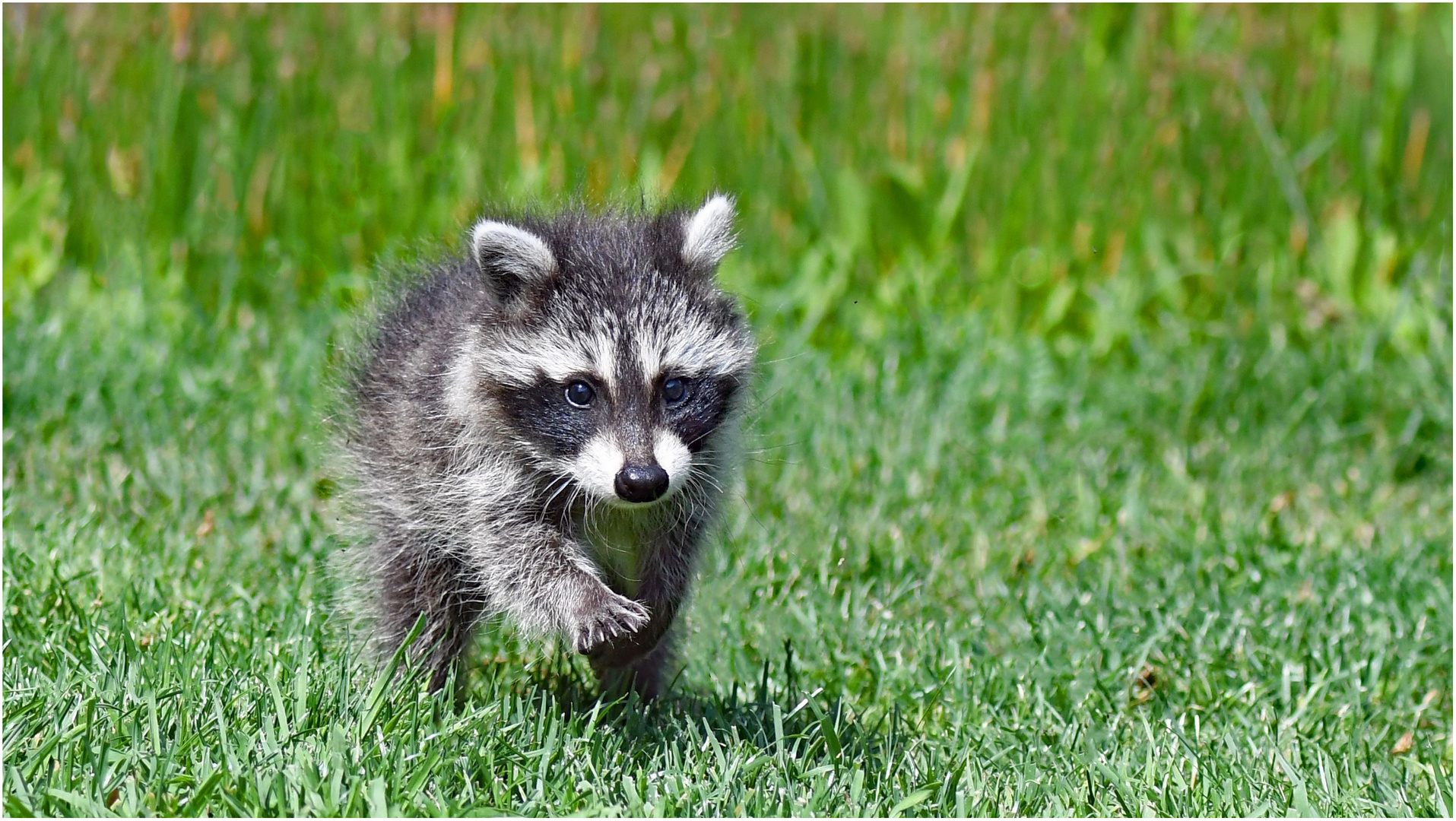 So possierlich der kleine Waschbär ...