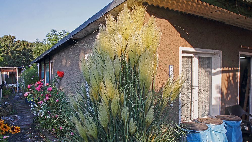 So prächtig hat das Pampasgras, Cordateriea sellona wohl noch nie