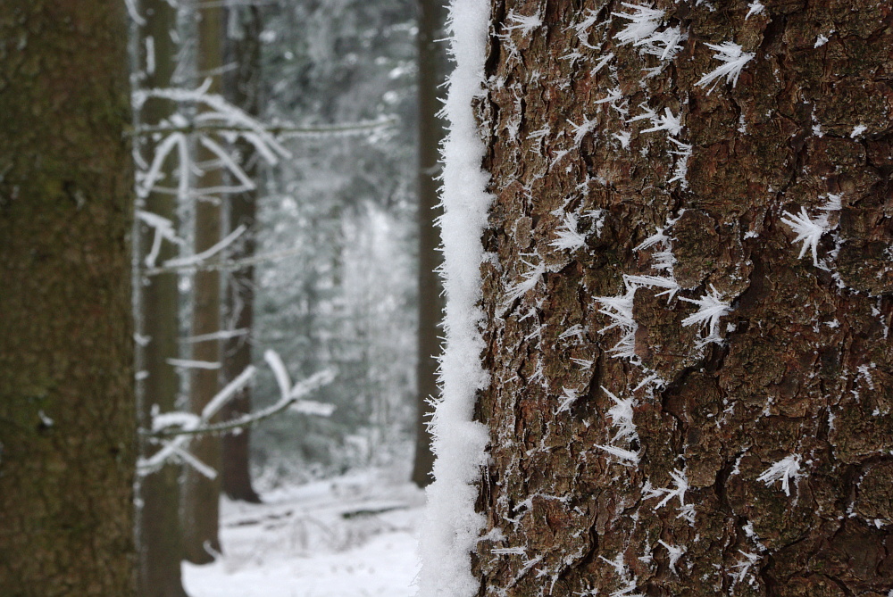 So richtig frostig Foto & Bild | jahreszeiten, winter, frostige details ...