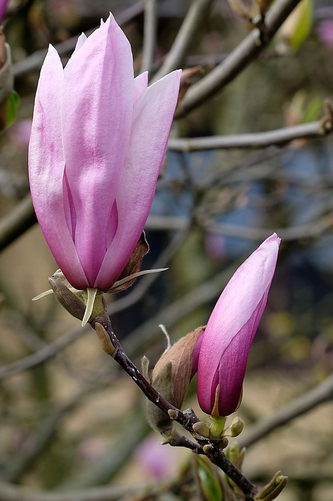 So richtig war's heute immer noch nichts mit der Magnolienblüte, ... 