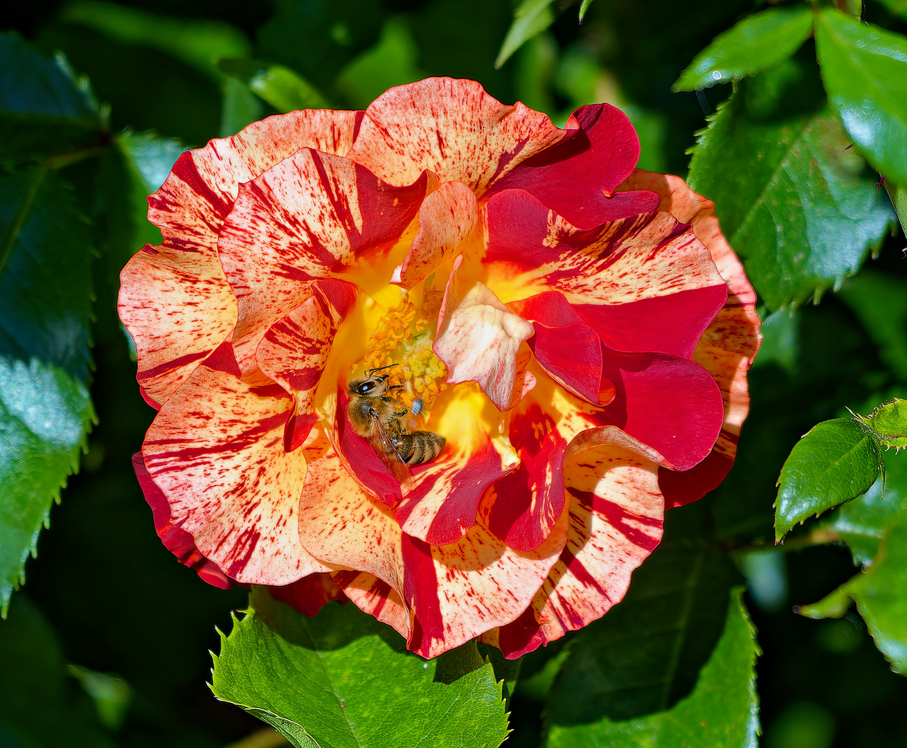 So richtig wonnig in die volle Rosenblüte hineingelegt