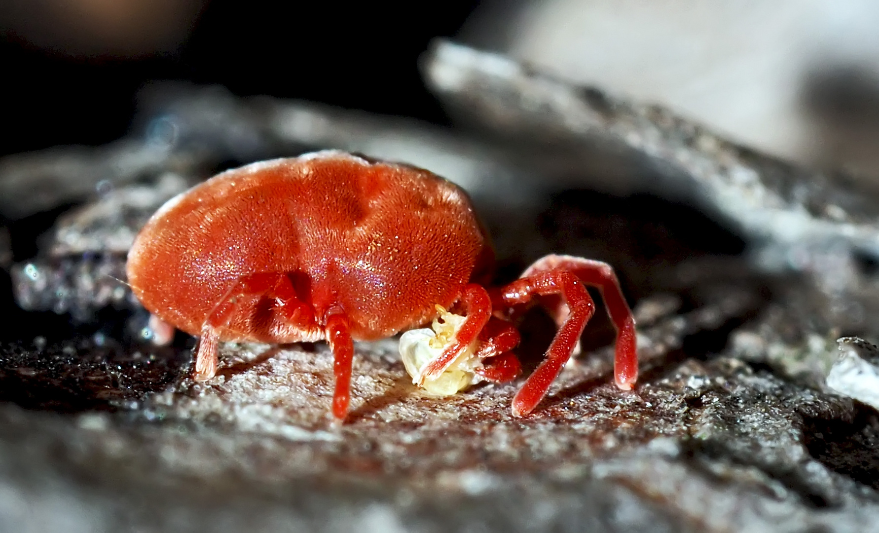 So richtig zum Streicheln!? Die Rote Samtmilbe (Trombidium holosericeum). 