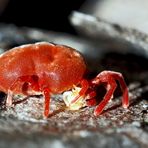 So richtig zum Streicheln!? Die Rote Samtmilbe (Trombidium holosericeum). 