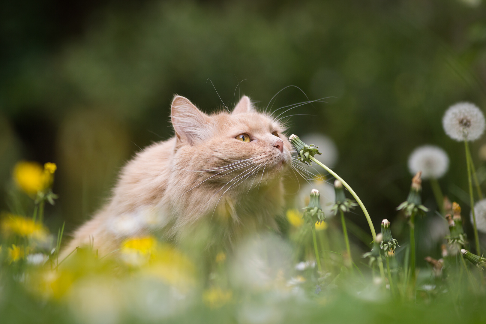 So riecht der Frühling!