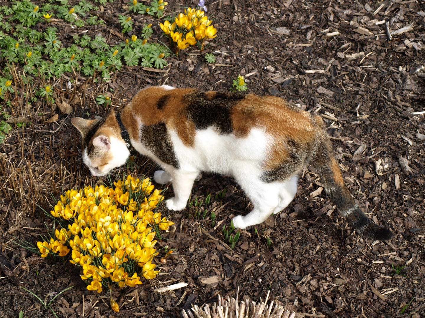 so riecht der Frühling