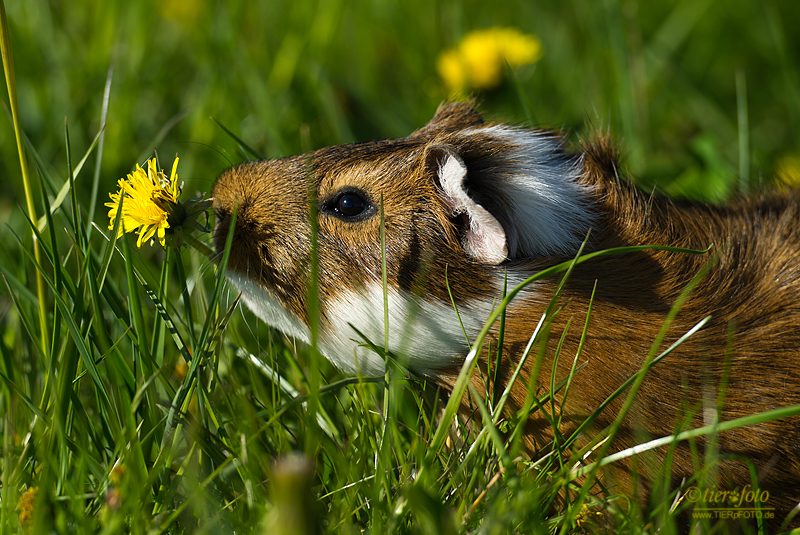 So riecht der Frühling...