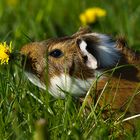 So riecht der Frühling...