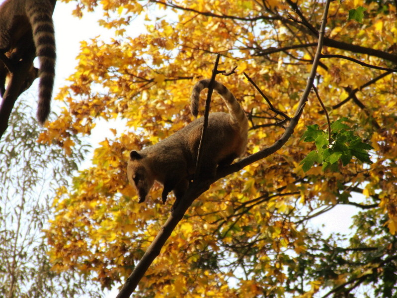 So riecht der Herbst