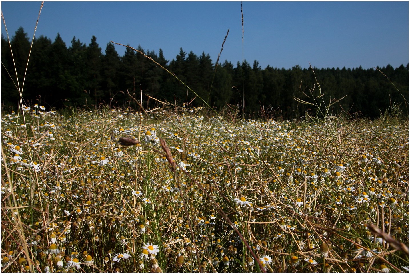 So riecht der Sommer