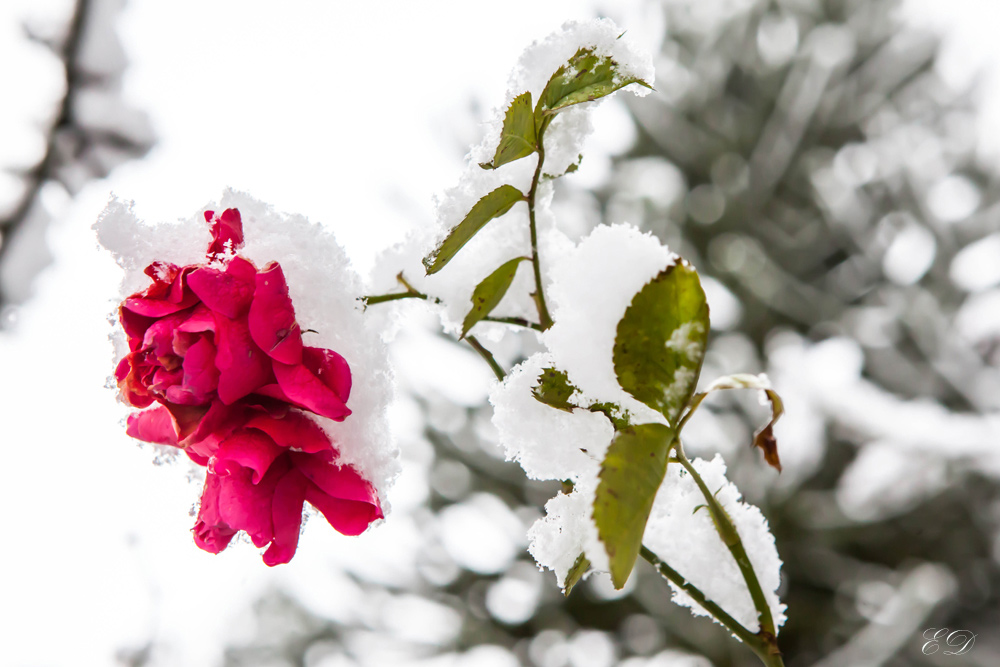 So rot wie Blut, so weiss wie Schnee