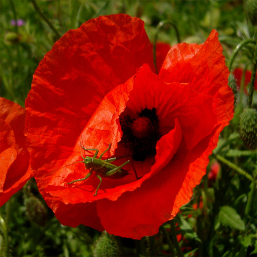 .. so rot wie Mohn .. (24.V.2008)