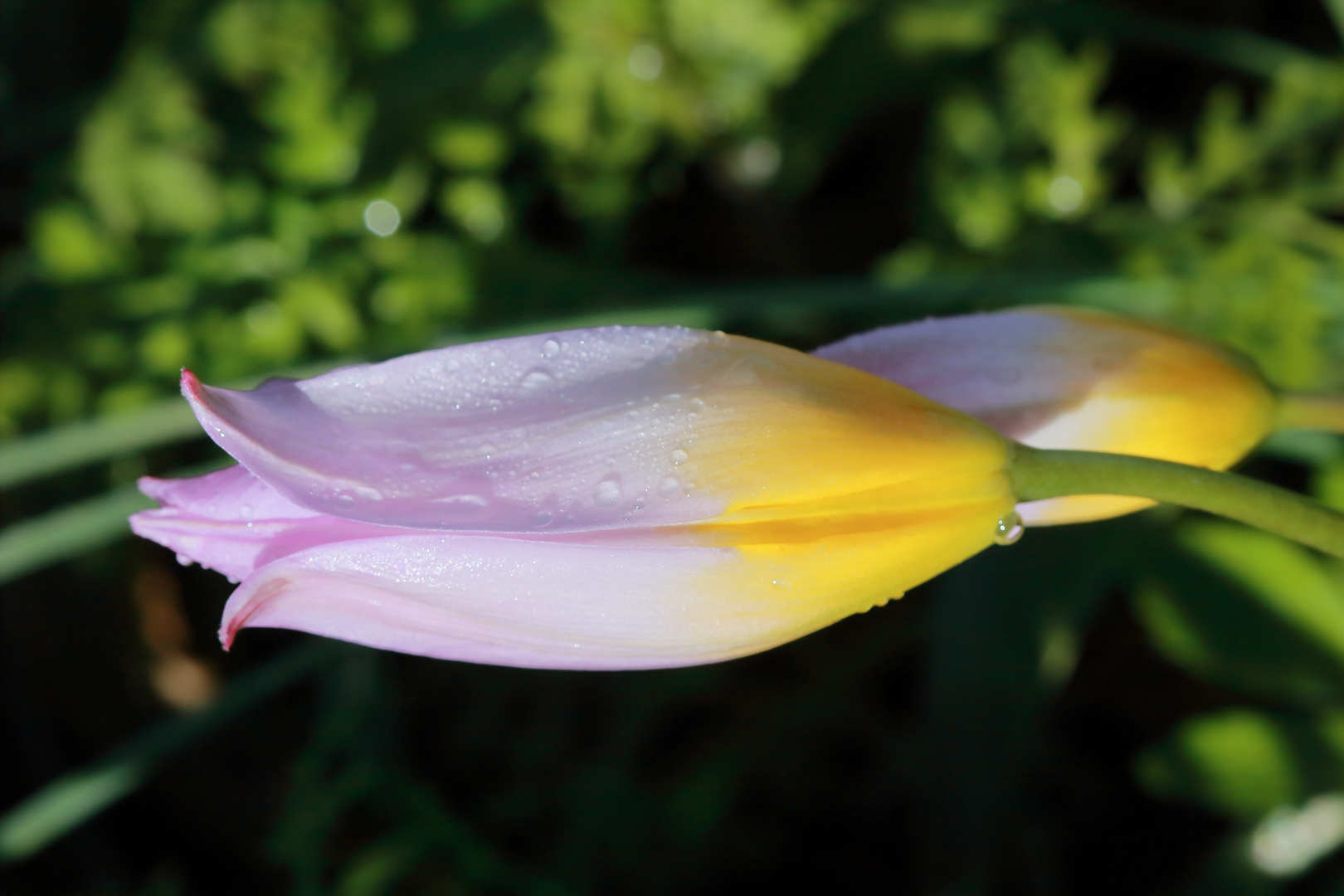 So sah die Wildtulpe nach einer frostigen Nacht aus