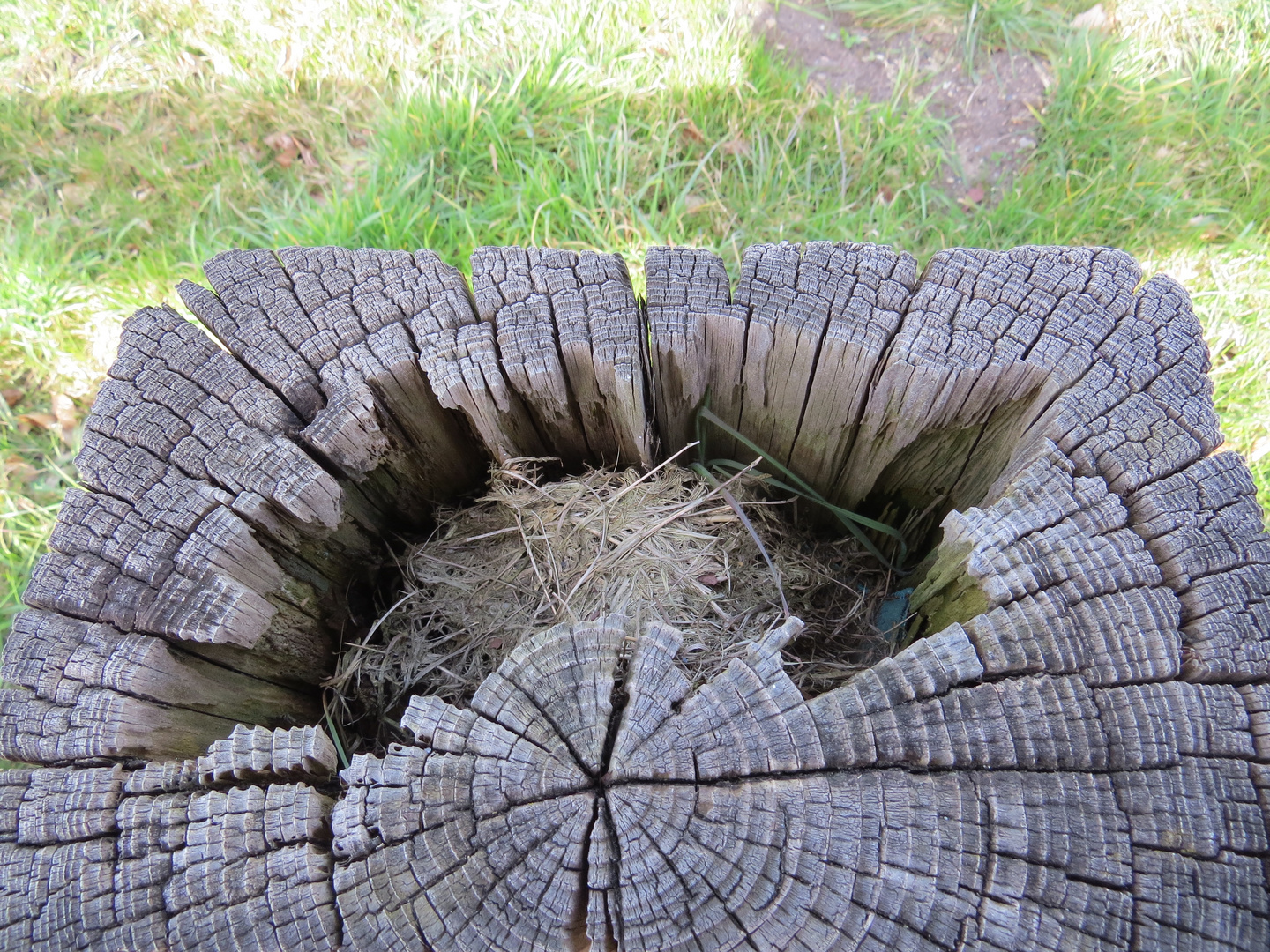 So schafft die Natur den Vögeln ein Zuhause