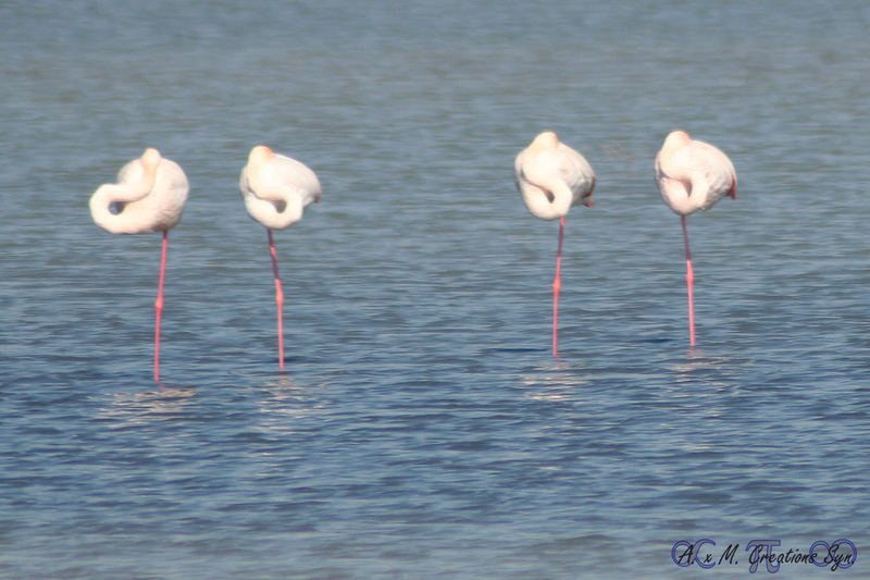 So schalfen die Flamingos...