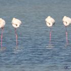 So schalfen die Flamingos...