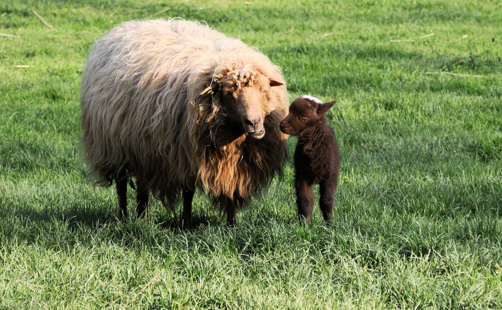 So Schatz .. Mama erklärt dir die Sache mit dem Gras …