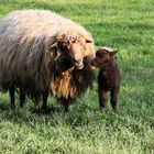 So Schatz .. Mama erklärt dir die Sache mit dem Gras …