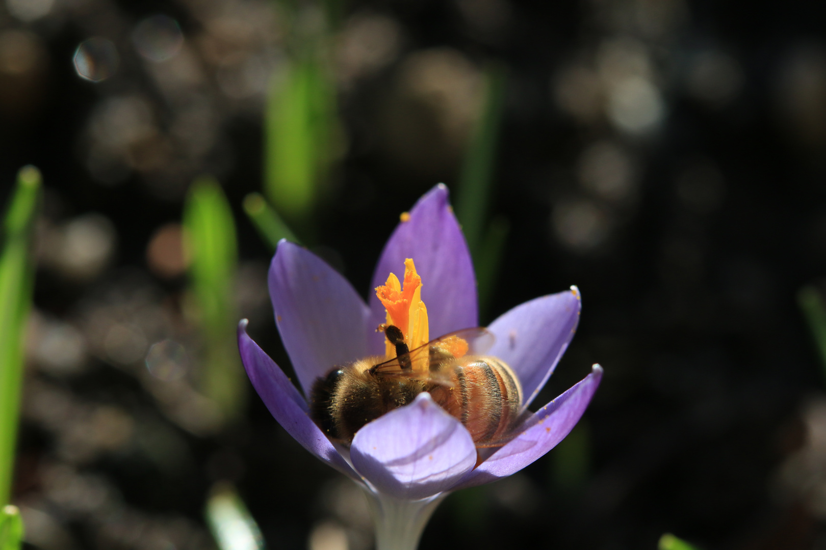 So schlafen die Bienchen