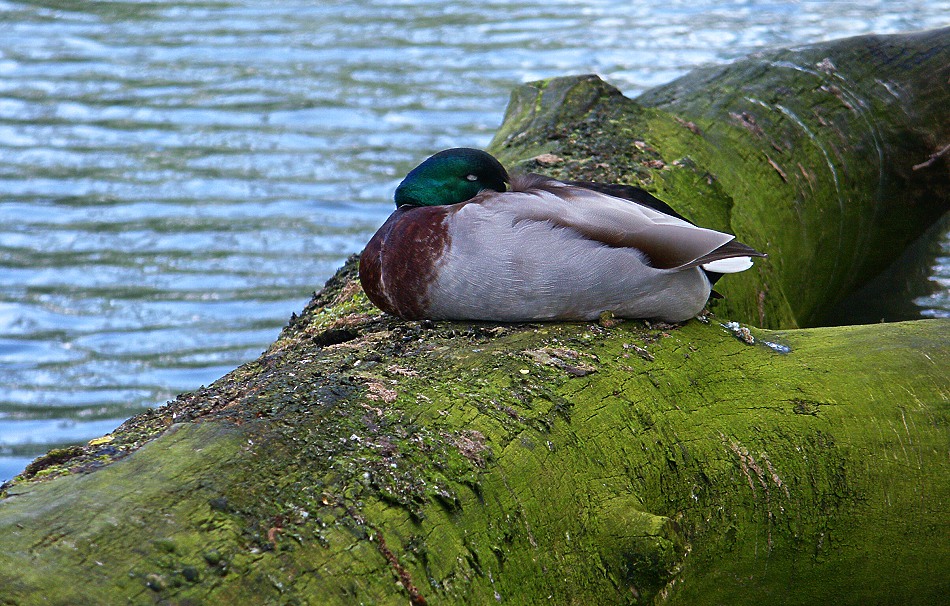 So schlafen Enten Foto & Bild archiv besondere projekte oder
