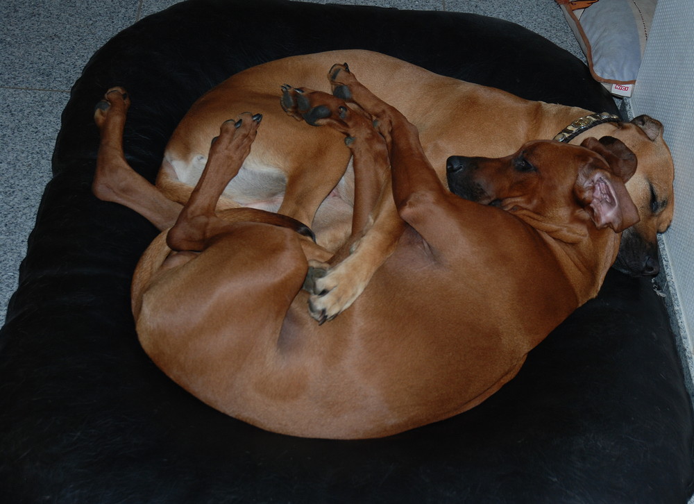 So schlafen täglich meine Ridgebacks