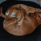 So schlafen täglich meine Ridgebacks